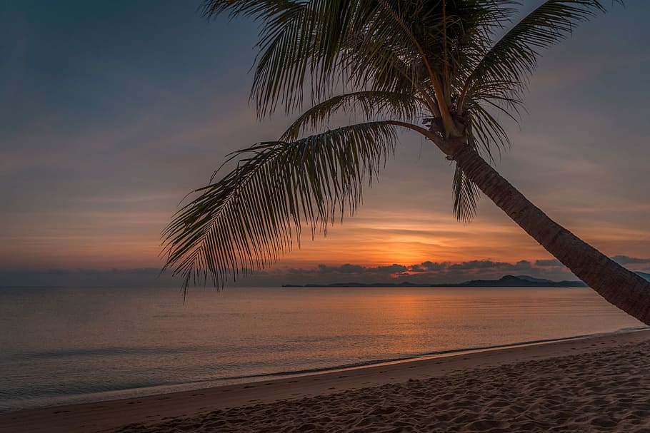 albero di cocco, riva del mare, d'oro, ora, Palma, estate, spiaggia, tramonto, sognare, sole, Tailandia, koh samui, isola, vita marina, mare, oceano, vita da spiaggia, Kohsamui, Alba, cielo, acqua, terra, albero, clima tropicale, bellezza nella natura, la tranquillità, scenics - natura, natura, scena tranquilla, orizzonte sull'acqua, orizzonte, nuvola - cielo, pianta, nessuno, palma da cocco, all'aperto, albero tropicale, foglia di palma, 5K