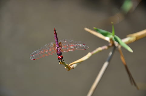 libèl·lula, vermell, error, naturalesa, insecte, vermell, error, animal, volar, ala, branca, biologia, a l'aire lliure, natural, descans, medi ambient, animals a la natura, cap gent, temes d'animals, un animal, fauna animal, primer pla, centrar-se en primer pla, invertebrat, planta, dia, bellesa a la natura, tija de la planta, aigua, 2K, CC0, domini públic, lliure de regalies