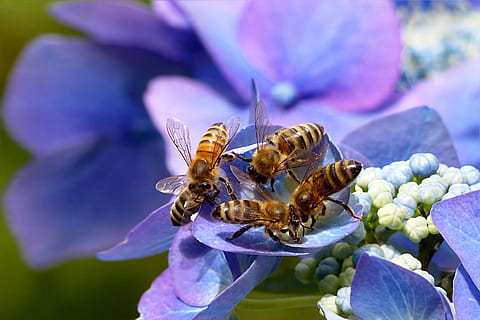 zaměřené, fotografie, černé a hnědé vosy, rostlina, hortenzie, deska hortenzie, hortenzie ceae, modrý, zvíře, hmyz, včela, včelí med, apis, letní, zahrada, bezobratlý, květ, zvířat, kvetoucí rostlina, zvířata ve volné přírodě, detail, krása v přírodě, okvětní lístek, svěžest, Příroda, jednoho zvířete, křehkost, zranitelnost, nikdo, květu hlavy, opylování, nachový, venku, pyl, 2K, CC0, veřejná doména, bez autorských práv