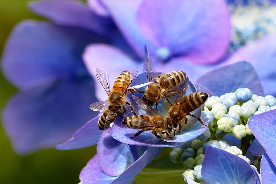zaměřené, fotografie, černé a hnědé vosy, rostlina, hortenzie, deska hortenzie, hortenzie ceae, modrý, zvíře, hmyz, včela, včelí med, apis, letní, zahrada, bezobratlý, květ, zvířat, kvetoucí rostlina, zvířata ve volné přírodě, detail, krása v přírodě, okvětní lístek, svěžest, Příroda, jednoho zvířete, křehkost, zranitelnost, nikdo, květu hlavy, opylování, nachový, venku, pyl, 2K