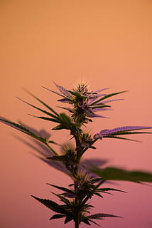 selektyvus, sutelkti fotografiją, kanabis sativa augalas, žalias, lapų augalas, gradientas, piktžolių, kanapes, makro, augalų, augimą, grožis gamtoje, Iš arti, saulėlydis, pobūdį, nėra žmonių, oranžinė spalva, trapumas, dangus, pažeidžiamumas, žydintys augalai, gėlė, sutelkti dėmesį į naujas žinias, šviežumas, lauke, ramybė, kopijavimo vietos, dieną, lapai, gėlių galva, kiaulpienės sėkla, 5K, CC0, Viešasis domenas, nemokamai