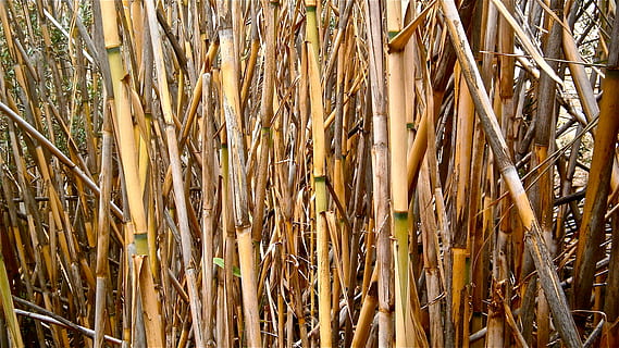 cane, arundo donax, stems cylindrical, vegetable, botany, nature, wallpaper, plant, bamboo - plant, growth, bamboo, day, no people, land, bamboo grove, full frame, abundance, field, outdoors, backgrounds, close-up, dry, brown, tree, wood - material, cattail, 8K, CC0, public domain, royalty free