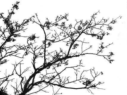 nua, arbre, blanc, cel, durant el dia, cel blanc, ombra, negre, tinta, Xina, art, hivern, branca, naturalesa, cap gent, temperatura de fred, arbre nu, planta, vista d’angle baix, cel clar, dia, bellesa a la natura, silueta, tranquil·litat, a l'aire lliure, creixement, escenics - natura, escena no urbana, animals a la natura, escena tranquil·la, 2K, CC0, domini públic, lliure de regalies