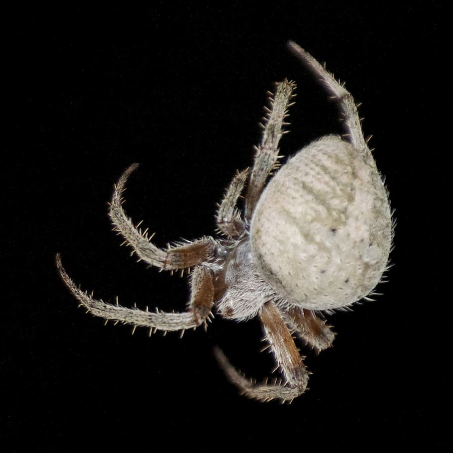 aranya, error, insecte, naturalesa, aràcnids, insectes, fantasmal, fons negre, un animal, temes d'animals, animal, invertebrat, tir de l'estudi, artròpode, fauna animal, animals a la natura, primer pla, zoologia, a l'interior, part del cos dels animals, cap gent, cames d’animal, tallar, cabell, ull d’animals, 2K
