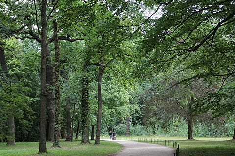 albero, foresta, Germania, alberi forestali, verde, natura, ambiente, paesaggio, naturale, legna, estate, foglia, all'aperto, parco, le foglie, selvaggio, mattina, strada, pianta, crescita, colore verde, la strada davanti, bellezza nella natura, direzione, terra, la tranquillità, giorno, tronco, tronco d'albero, fogliame, fogliame lussureggiante, sentiero, scena tranquilla, a piedi, prospettiva decrescente, treelined, 5K, CC0, dominio pubblico, privo di copyright
