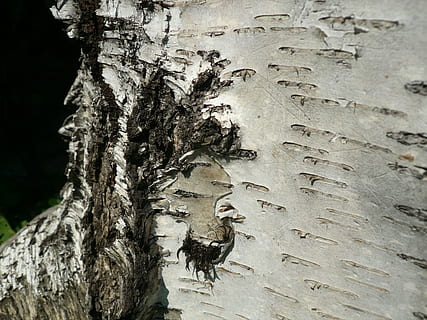 natur, bark, træ, birk, detalje, træstamme, bagagerum, plante, dag, ingen mennesker, tekstureret, plantebark, tæt på, fokus på forgrunden, vækst, udendørs, mønster, ru, skønhed i naturen, ro, sollys, Brun, 2K, CC0, offentligt domæne, royaltyfrie