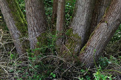 troncos de árvores, natureza, latido, tribo, árvore, tronco de árvore, plantar, floresta, tronco, terra, ninguém, tranquilidade, beleza na natureza, meio Ambiente, scenics - natureza, cena tranquila, dia, cena não urbana, musgo, madeira - material, ao ar livre, crescimento, árvore conífera, 4K, CC0, domínio público, royalty free