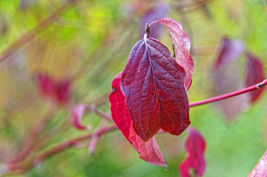 foglia, rosso, autunno, corniolo, foglia rossa, foglie d'autunno, colore rosso, fogliame, colori autunnali, luminosa, pianta, parte vegetale, avvicinamento, bellezza nella natura, vulnerabilità, fragilità, natura, concentrarsi sulle conoscenze acquisite, fiore, crescita, giorno, pianta fiorita, freschezza, nessuno, messa a fuoco selettiva, colore rosa, all'aperto, modificare, primavera, condizione naturale, marrone, 4K