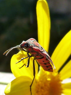 error, insecte, vermell, libar, margarida, flor groga, invertebrat, animals a la natura, animal, fauna animal, un animal, temes d'animals, groc, flor, planta amb flors, primer pla, bellesa a la natura, planta, dia, naturalesa, centrar-se en primer pla, pètal, cap gent, fragilitat, creixement, a l'aire lliure, cap de flor, polinització, 2K, CC0, domini públic, lliure de regalies