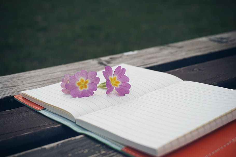 tres, porpra, flors de pètals, llibreter actiu, banc, flor, quadern, bolígraf, fusta, Bloc de notes, taula de fusta, estil de vida, modern, creatiu, blanc, flora, planta, primavera, nota, decoració, medi ambient, la vida, natural, decoratiu, naturalesa, jardí, cap gent, taula, primer pla, llibre, dia, a l'aire lliure, frescor, planta amb flors, publicació, paper, material de fusta, obert, color rosa, enfocament selectiu, natura morta, bellesa a la natura, pàgina, cap de flor, en blanc, 4K