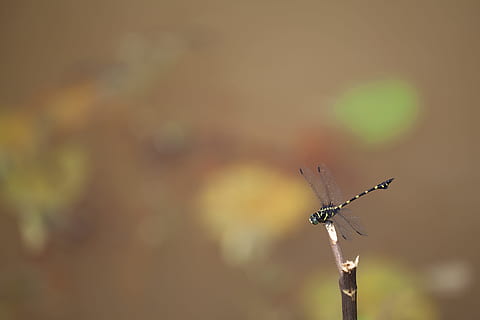 libellula, insetto, macro, concentrarsi sulle conoscenze acquisite, animali allo stato selvatico, invertebrato, fauna selvatica, animale, natura, un animale, temi animali, avvicinamento, giorno, nessuno, ala animale, all'aperto, pianta, copia spazio, bastone - parte vegetale, messa a fuoco selettiva, ramoscello, 4K, CC0, dominio pubblico, privo di copyright