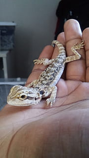Tiere, Natur, Eidechse, ein Tier, Hand, menschliches Körperteil, menschliche Hand, Tierwelt, halten, eine Person, echte Menschen, Wirbeltier, Reptil, Tiere in freier Wildbahn, nicht erkennbare Person, exotische Haustiere, Haustiere, Fokus auf den Vordergrund, Körperteil, Finger, Haustierbesitzer, 2K, CC0, gemeinfrei, lizenzfrei