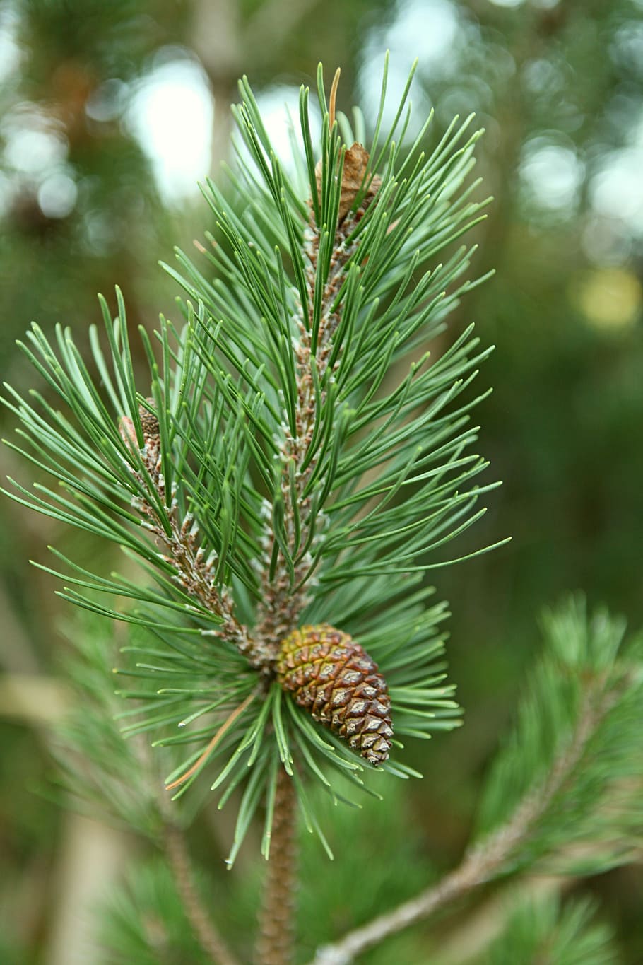 ac, copac, pin, nimeni, natură, plante mereu verzi, conifer, plantă, con de brad, iglak, plante, ace, verde, crengi, ramură, conuri, pădure, frunziş, conifere, ace de pin, a închide, macro, tufiș, Culoarea verde, Brad, creştere, zi, nici o persoana, să se concentreze asupra primelor elemente, frumusețe în natură, Pinaceae, ac - parte a plantelor, selectiv, în aer liber, frunze, parte a plantelor, ţepos, 5K
