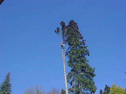 Gartenschere, Baum, gefährlich, Achtung, hoch, steigen, sah, Natur, Blau, Himmel, draußen, Pflanze, klarer Himmel, Flachwinkelansicht, kopieren sie platz, Wachstum, Tag, Ruhe, keine Leute, Schönheit in der Natur, ruhige Szene, grüne Farbe, Szenen - Natur, Sonnenlicht, Land, Nicht-städtische Szene, Nadelbaum, 1080P, CC0, gemeinfrei, lizenzfrei