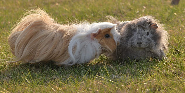 Pet, Mouse, Weekend, animal, pets, mammal, cute, grass, young Animal, animals And Pets, domestic Animals, outdoors, animal Hair, fur, small, dog, nature, brown, animal themes, two animals, field, domestic, land, animal wildlife, plant, vertebrate, rodent, hair, group of animals, no people, day, 1080P, CC0, public domain, royalty free