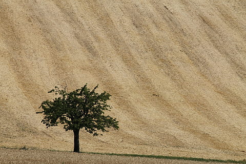 Feld, Baum, einsam, Weizen, Natur, Sommer-, trocken, Landschaft, Pflanze, Land, Wachstum, Tag, keine Leute, Ruhe, Sand, draußen, Schönheit in der Natur, Szenen - Natur, Hintergründe, Umgebung, grüne Farbe, Gras, ruhige Szene, Sonnenlicht, trockenes Klima, 4K, CC0, gemeinfrei, lizenzfrei