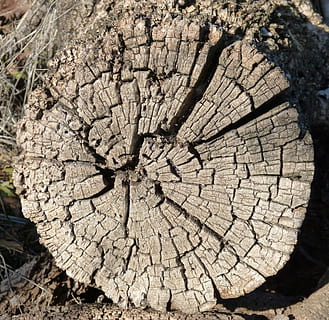 trompă, uzat, vechi, cuartedado, lemn, crăpat, latra, arbore copac, copac, texturată, natură, a închide, modelul natural, nici o persoana, zi, inel de copac, pădure, lemn - material, cadru complet, lumina soarelui, fundaluri, stare brută, plantă, secțiune transversală, cherestea, în aer liber, concentric, 2K, CC0, domeniu public, fără drepturi de autor