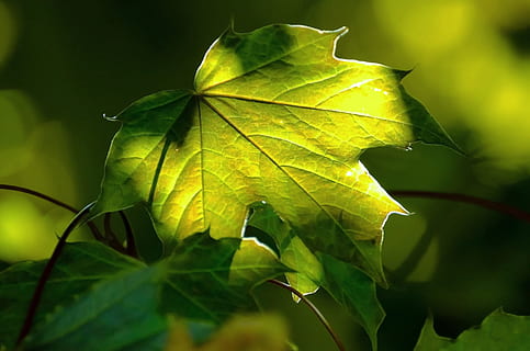 selettivo, foto di messa a fuoco, palmato, verde, foglia, foresta, sfondo, ramo, selvaggio, le foglie, fogliame, stagione, ramoscello, pianta, natura, estate, parte vegetale, colore verde, avvicinamento, nessuno, bellezza nella natura, crescita, vena fogliare, concentrarsi sulle conoscenze acquisite, all'aperto, autunno, giorno, foglia di acero, albero, messa a fuoco selettiva, modello naturale, vulnerabilità, modificare, condizione naturale, 1080P, CC0, dominio pubblico, privo di copyright