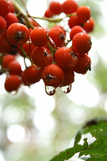 fruct, Rowan, copac, ploaie, natură, plantă, tulpina, după ploaie, picături, apă, delicatețea, toamnă, alimente, roșu, mâncat sănătos, mancare si bautura, prospeţime, boabe de fructe, creştere, a închide, bunăstare, nici o persoana, zi, să se concentreze asupra primelor elemente, frumusețe în natură, rowanberry, selectiv, frunze, în aer liber, copt, 4K, CC0, domeniu public, fără drepturi de autor