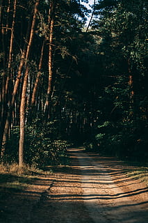dirt road, surrounded, trees, daytme, walkway, middle, forest, path, tree, pine, nature, landscape, walk, summer, plant, the way forward, land, direction, tranquility, growth, footpath, no people, beauty in nature, tranquil scene, day, sunlight, outdoors, woodland, non-urban scene, scenics - nature, road, treelined, 5K, CC0, public domain, royalty free