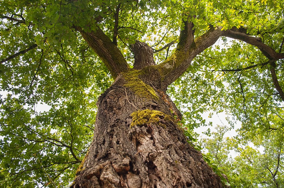 træstamme, natur, blade, bark, træ, bagagerum, Skov, grøn, afdeling, parkere, blad, tømmer, løv, lys, sollys, lav vinkel visning, dag, plante, vækst, ingen mennesker, skønhed i naturen, ro, grøn farve, udendørs, jord, Brun, plante del, høj - høj, træ baldakin, direkte under, 4K