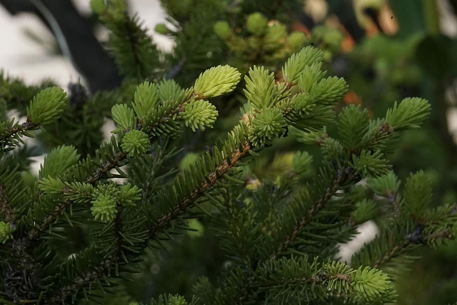pin, pădure, ace, conifer, ramură, verde, natură, plantă, ace de pin, creştere, Culoarea verde, copac, a închide, Brad, zi, să se concentreze asupra primelor elemente, nici o persoana, frumusețe în natură, frunze, în aer liber, ac - parte a plantelor, parte a plantelor, selectiv, Pinaceae, liniște, 5K