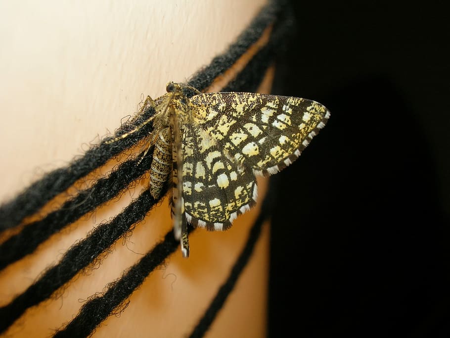 papallona, arna, insecte, nit, temes d'animals, un animal, animals a la natura, fauna animal, cap gent, primer pla, animal, invertebrat, a l'interior, enfocament selectiu, part del cos dels animals, ala dels animals, papallona - insecte, material de fusta, funció de construcció de parets, groc, centrar-se en primer pla, tir de l'estudi, cap d’animals, 2K