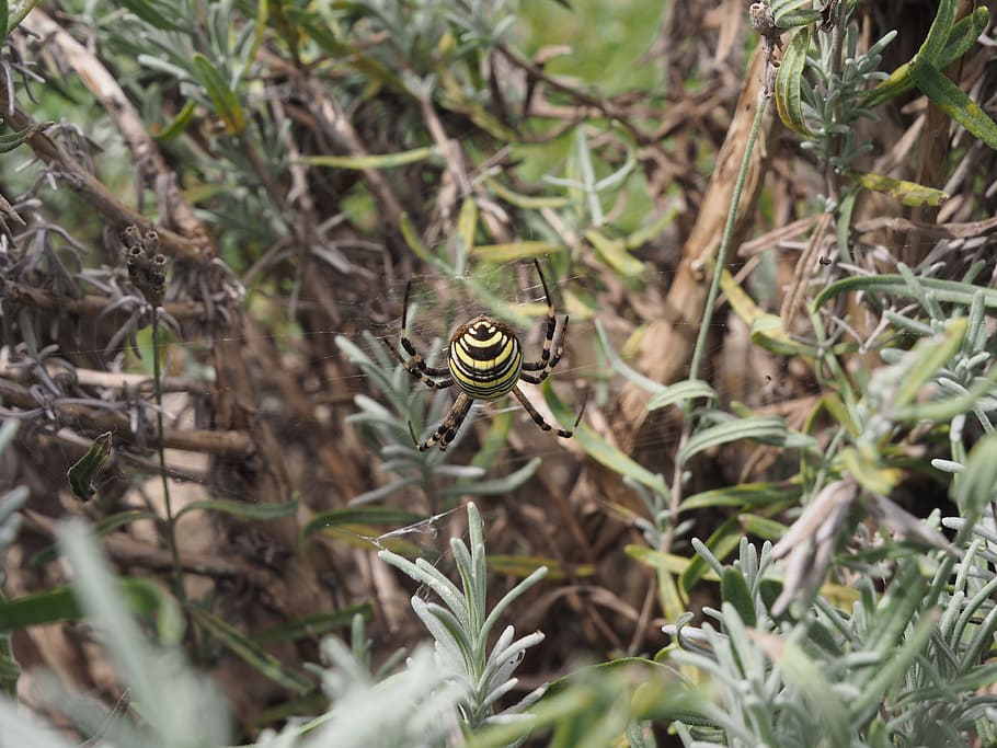 aranya, naturalesa, teranyina, tancar, insecte, animal, xarxa, por, repugne, món animal, pelut, arachnophobisch, exòtic, horripilant, aràcnids, capturat, aranya de vespa, menjar, presa, bosc, criatura, matar, girant cap amunt, fauna animal, animals a la natura, temes d'animals, un animal, invertebrat, planta, creixement, dia, primer pla, enfocament selectiu, cap gent, abella, bellesa a la natura, part de la planta, full, a l'aire lliure, terra, papallona - insecte, 4K