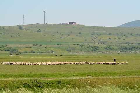 Wind, Schaf, Grün, Gras, Feld, Umgebung, Vieh, Landschaft, große Gruppe von Tieren, Säugetier, Pflanze, Tier, Tierthemen, Land, Natur, Tierwelt, Gruppe von Tieren, Landwirtschaft, Tiere in freier Wildbahn, weiden, Haustiere, keine Leute, Wirbeltier, Herde, draußen, pflanzenfressend, 5K, CC0, gemeinfrei, lizenzfrei