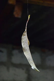 trockenes Blatt, Blatt im Web, Spinnennetz, Blatt, schweben, Sri Lanka, Herbst, mawanella, Ceylon, Nahansicht, ein Tier, keine Leute, hängend, Fokus auf den Vordergrund, Tier, Tierthemen, Natur, Nacht-, Schönheit in der Natur, weiße Farbe, selektiver Fokus, draußen, Tierwelt, Tiere in freier Wildbahn, Wasser, wirbellos, Pflanzenteil, 1080P, CC0, gemeinfrei, lizenzfrei