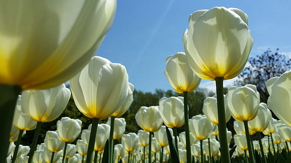 low, angle photo, white, tulip flower field, daytime, tulip, flower, easter, spring, bloom, fresh, springtime, happy, floral, petal, flowering plant, plant, beauty in nature, freshness, yellow, close-up, nature, fragility, no people, growth, vulnerability, inflorescence, flower head, white color, sky, plant stem, outdoors, flowerbed, ornamental garden, 4K, CC0, public domain, royalty free