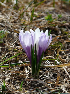 croco primaverile, viola, croco, blu, fiori, fiorire, fioritura, croco vernus, zafferano primaverile, croco alpino, prato di montagna, tossico, natura, fiore, pianta, primavera, avvicinamento, stagione, bellezza nella natura, colore verde, petalo, testa di fiore, all'aperto, foglia, macro, tulipano, freschezza, fragilità, pianta fiorita, vulnerabilità, crescita, infiorescenza, iris, terra, campo, giorno, nessuno, 2K, CC0, dominio pubblico, privo di copyright