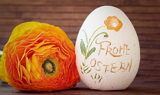 taronja, flor, blanc, ou, ranunculus, ou de Pasqua, deco-ei, Feliç Pasqua, deco, tancar, menjar, menjar i beguda, frescor, celebració, alimentació saludable, tir de l'estudi, a l'interior, benestar, material de fusta, festa, cap gent, primer pla, vegetals, natura morta, ous d’animals, color vibrant, vacances - esdeveniment, 1080P, CC0, domini públic, lliure de regalies