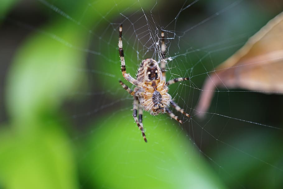 aranya, xarxa, tancar, teranyina, aràcnids, naturalesa, insecte, animal, carnívor, vida salvatge, primer pla, fantasmal, macro, animals a la natura, fragilitat, fauna animal, artròpode, invertebrat, temes d'animals, un animal, vulnerabilitat, dia, supervivència, enfocament selectiu, cames d’animal, centrar-se en primer pla, web, cap gent, a l'aire lliure, complexitat, 5K