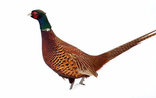 ภาพถ่าย, สีน้ำตาล, สีเขียว, ไก่ฟ้า, นก, ฤดูหนาว, หิมะ, จุดยืน, ขน, ธรรมชาติ, ไก่, gamebird, มีสีสัน, หาง, แหวนคอ, สัตว์, ไก่ฟ้า - นก, สัตว์ปีก, เด็กหนุ่มคะนอง, ธีมสัตว์, มีกระดูกสันหลัง, พื้นหลังสีขาว, สัตว์หนึ่งตัว, ไม่มีคน, นกยูง, พื้นที่การคัดลอก, สัตว์เลี้ยง, ปศุสัตว์, สัตว์ตัวผู้, สัตว์ป่า, ใกล้ชิด, สัตว์ในป่า, สตูดิโอยิง, ตัดออก, ไก่ - นก, 1080P, CC0, โดเมนสาธารณะ, ค่าลิขสิทธิ์ฟรี