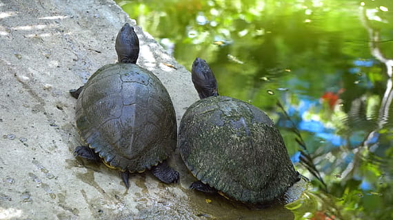 turtle, nature, shell, reptile, tortoise, animal themes, animal, no people, animal wildlife, plant, tree, day, animals in the wild, outdoors, close-up, animal shell, vertebrate, group of animals, beauty in nature, focus on foreground, tortoise shell, marine, 1080P, CC0, public domain, royalty free