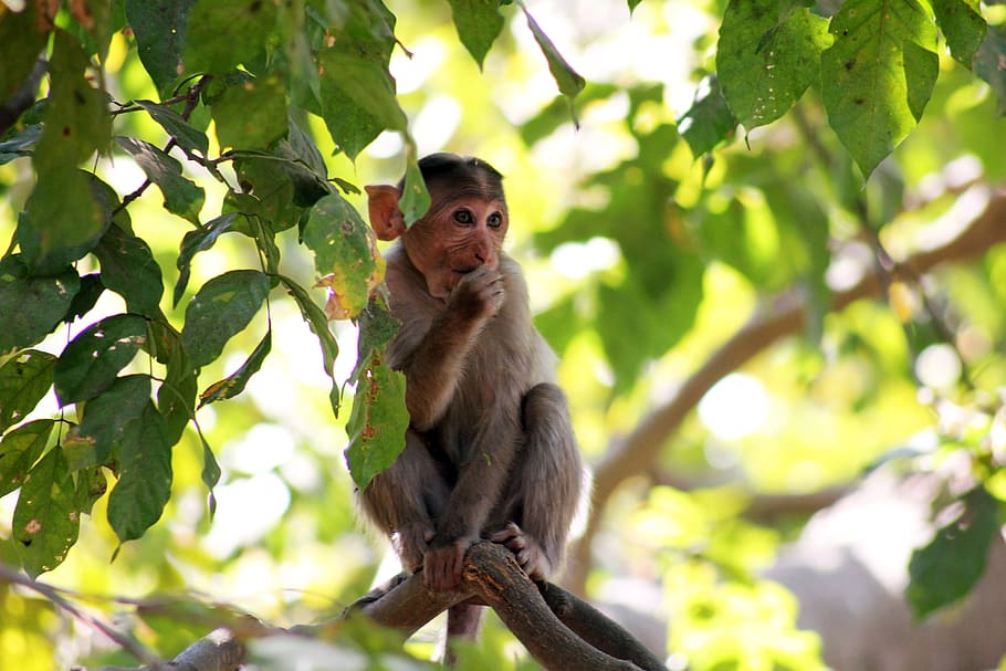 macaco, pensando, ramo, sentado, Índia, selva, animal, mamífero, animais selvagens, primata, selvagem, natureza, árvore, tropical, animais em estado selvagem, plantar, um animal, vertebrado, parte da planta, folha, ninguém, dia, visão de baixo ângulo, ao ar livre, babuíno, floresta tropical, 5K
