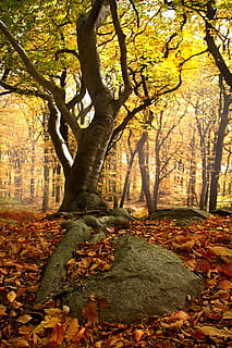 grüner Baum, Buchenwald, Wurzeln, Wald, Buche, Natur, Baum, Licht, Herbst, Baumwurzeln, Gelb, Steine, Herbstblätter, Herbstfarben, Farbe, Farben, Tschechische Republik, goldener Herbst, das Erzgebirge, herbstlich, Blätter, gefallene Blätter, Laubbaum, Veränderung, Pflanzenteil, Blatt, Pflanze, Baumstamm, Kofferraum, Schönheit in der Natur, Ruhe, Land, Tag, keine Leute, Wachstum, Ast, orange Farbe, fallen, draußen, natürlicher Zustand, Herbstkollektion, 5K, CC0, gemeinfrei, lizenzfrei