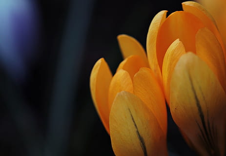 flach, Foto fokussieren, Gelb, Blume, Krokus, Frühling, Frühlingsblume, Frühblüher, bühen, Natur, frühlingsanfang, Frühlingskrokus, Frühlingserwachen, Flora, der Beginn des Frühlings, gelber Krokus, Stimmung, zärtlich, Vorbote des Frühlings, wunderschönen, Beleuchtung, orange Farbe, Essen und Trinken, gesundes Essen, Frische, keine Leute, Lebensmittel, Obst, Nahansicht, Kürbis, blühende Pflanze, Schönheit in der Natur, Blütenblatt, Pflanze, Zerbrechlichkeit, Verletzlichkeit, Wachstum, Blütenstand, Blütenkopf, lebendige Farbe, selektiver Fokus, draußen, Botanik, blühen, Weicher Fokus, Orange, schwarzer Hintergrund, 4K, CC0, gemeinfrei, lizenzfrei
