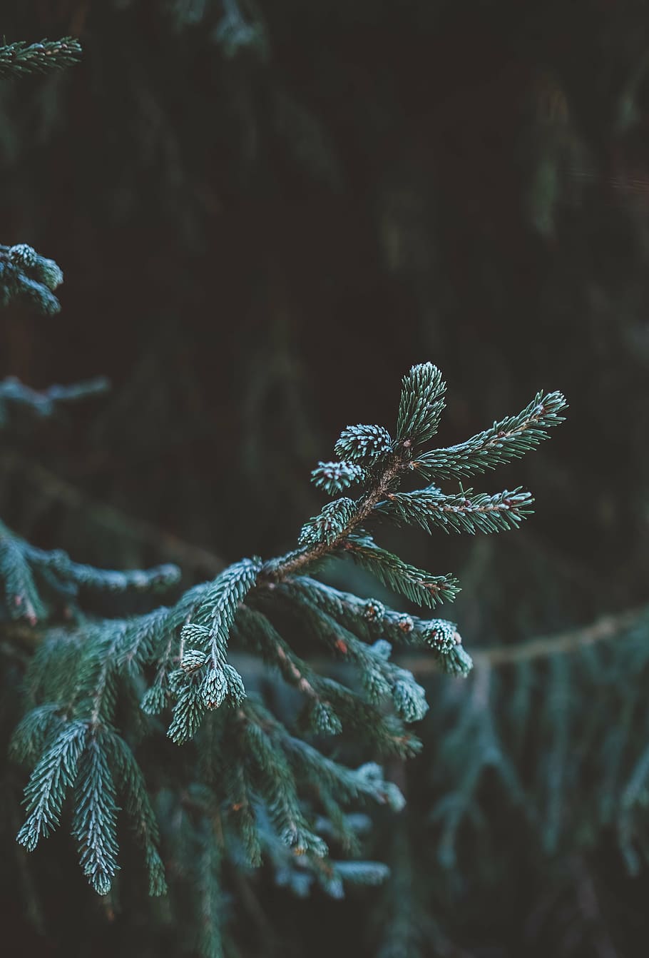 fulles verdes, plantes, arbre, pi, bosc, naturalesa, verd, negre, hivern, neu, pinàcies, primer pla, temperatura de fred, cap gent, a l'aire lliure, floc de neu, planta, congelat, gel, bellesa a la natura, gelades, centrar-se en primer pla, creixement, enfocament selectiu, dia, tranquil·litat, fragilitat, vulnerabilitat, arbre de coníferes, avet, 4K