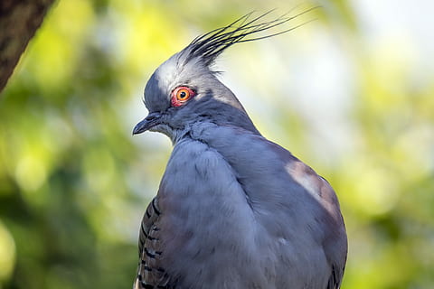 colom de cresta, selectiu, foto del focus, gris, blanc, ocell, ull, colom, plomes, ull vermell, naturalesa, fauna animal, animals a la natura, un animal, vertebrats, primer pla, centrar-se en primer pla, cap gent, part del cos dels animals, a l'aire lliure, dia, ploma, bec, color negre, mirant, vista del perfil, ull d’animals, 4K, CC0, domini públic, lliure de regalies