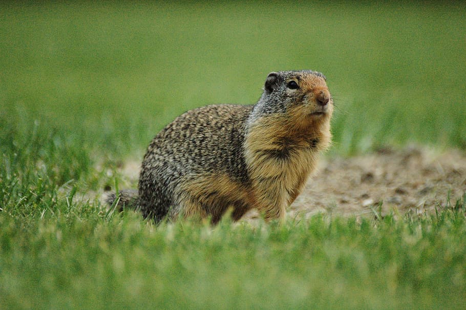 esquirol terrestre, esquirol, herba, vida salvatge, verd, marró, parc, rosegador, animal, un animal, temes d'animals, fauna animal, animals a la natura, mamífer, cap gent, terra, planta, naturalesa, camp, vertebrats, dia, enfocament selectiu, color verd, vista lateral, a l'aire lliure, primer pla, 1080P