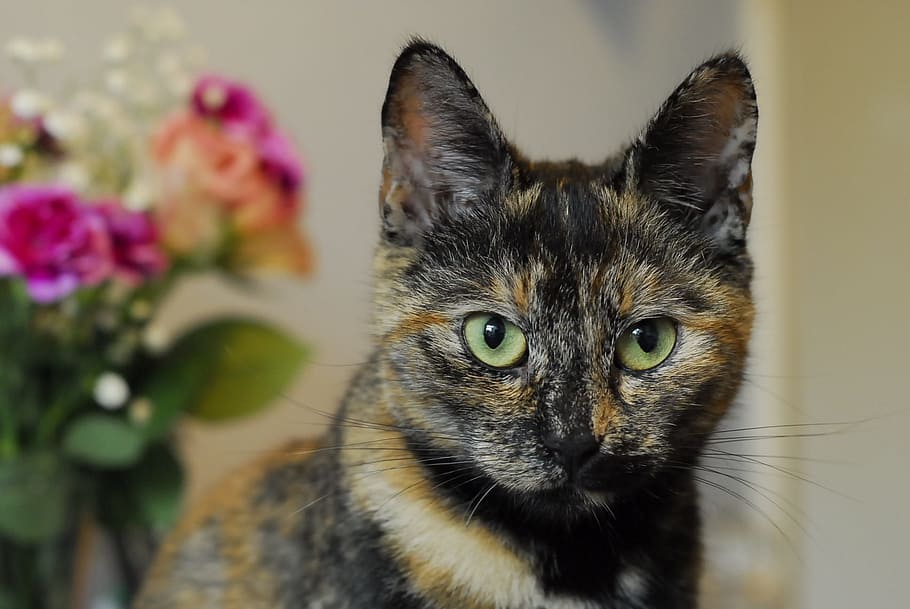 selektiv, fotografering, skildpaddekat, kat, tortoiseshell, ører, kæledyr, indenlandske kat, dyr, nuttet, leder, feline, husdyr, pattedyr, natur, pels, et dyr, bakkenbart, killing, dyre temaer, indenlandske, portræt, kigger på kameraet, tæt på, dyr kropsdel, blomst, ingen mennesker, hvirveldyr, blomstrende plante, dyr hoved, dyr øje, gule øjne, 1080P
