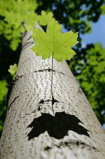 frunze, copac, natură, cădea, verde, vară, vertical, stejar, umbră, plantă, trompă, trunchi de copac, parte a plantelor, nici o persoana, a închide, zi, să se concentreze asupra primelor elemente, creştere, selectiv, lumina soarelui, în aer liber, frumusețe în natură, vedere unghiulară joasă, texturată, Culoarea verde, latra, imediat mai jos, 4K, CC0, domeniu public, fără drepturi de autor