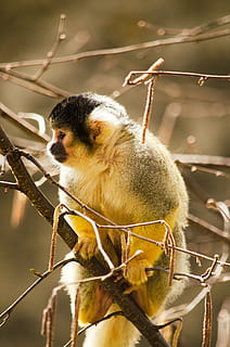 mico d'esquirol, mico, primat, zoo, äffchen, temes d'animals, animal, fauna animal, animals a la natura, un animal, vertebrats, branca, centrar-se en primer pla, mamífer, ocell, cap gent, arbre, primer pla, naturalesa, planta, dia, a l'aire lliure, zoologia, 2K, CC0, domini públic, lliure de regalies