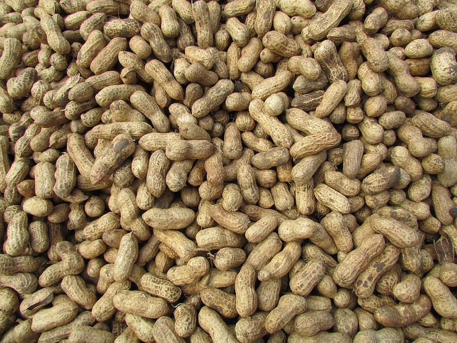 cacauet, fruits secs, Bangalore, Índia, abundància, menjar i beguda, marc complet, gran grup d'objectes, menjar, fons, cap gent, natura morta, nou, aliments de cacauet, alimentació saludable, nou - aliments, frescor, a la venda, benestar, vista d’angle alt, mercat, dia, repetició, col · lecció, 4K