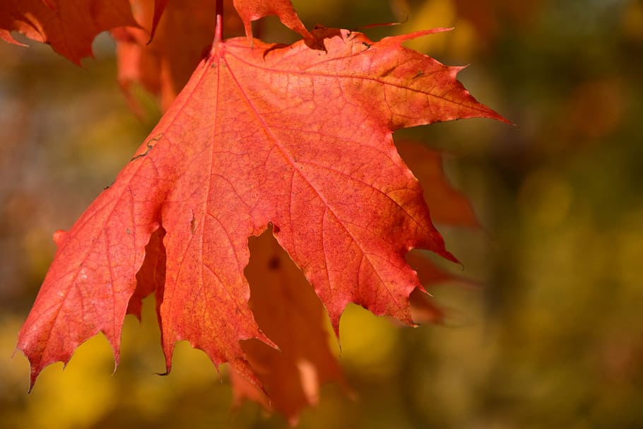 full, maple, tardor, vermell, fulla d'auró, color, colorit, naturalesa, fulles d'auró vermelles, tancar, color de la tardor, temporada, arbre, groc, bosc, a l'aire lliure, octubre, color taronja, multicolor, color vibrant, planta, part de la planta, canvi, primer pla, centrar-se en primer pla, bellesa a la natura, vena de la fulla, cap gent, dia, arbre d'auró, fragilitat, enfocament selectiu, fulles, condició natural, col·lecció de tardor, caure, 5K
