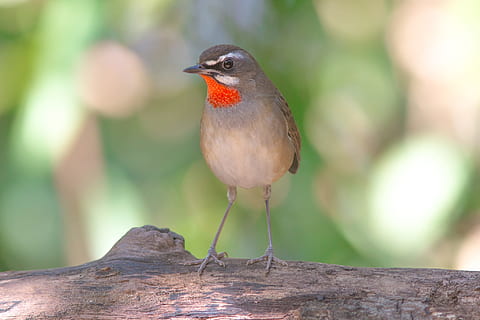 rubis profond, la nature, des oiseaux, oiseau, thèmes animaux, animal, vertébré, un animal, la faune des animaux, animaux à l'état sauvage, se percher, se concentrer sur le premier plan, journée, fermer, personne, arbre, toute la longueur, en plein air, bois - matériau, plante, branche, mise au point sélective, 1080P, CC0, domaine public, libre de droits