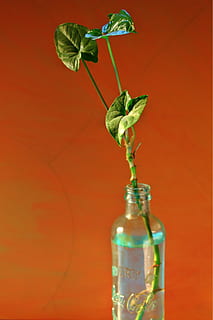frunze, plantă, izbucnire, sticla, a închide, în interior, recipient, parte a plantelor, frumusețe în natură, nici o persoana, roșu, natură, floare, fragilitate, vulnerabilitate, planta cu flori, natură moartă, Culoarea verde, fundal colorat, prospeţime, culoare portocalie, cap de floare, 1080P, CC0, domeniu public, fără drepturi de autor