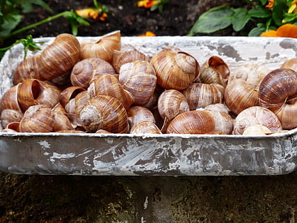 escargotai, sraigės, rinkimas, kriauklės, helix pomatia, sausumos sraigė, apvalkalas, Maistas ir gėrimai, nėra žmonių, lauke, dieną, didelė objektų grupė, didelė gyvūnų grupė, maisto, Iš arti, šviežumas, bestuburiai, gyvūnų lukštais, natiurmortas, sutelkti dėmesį į naujas žinias, gyvūnas, moliuskas, gyvūnų gyvūnija, gerovę, aukšto kampo vaizdas, jūros gėrybės, sveika mityba, gyvūnų temos, 4K, CC0, Viešasis domenas, nemokamai